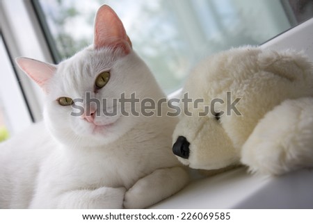 white cat in the house at the open window