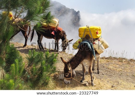 Donkeys carrying water in Cape Verde from the foggy mountains, the only place with a little humidity
