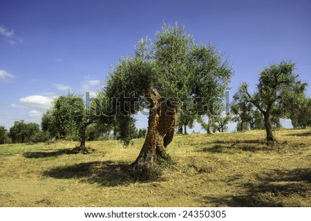 Olive field, Umbria, Italy