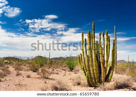 The Organ Pipe Cactus national monument is far from other popular tourist sites and is relatively little visited.