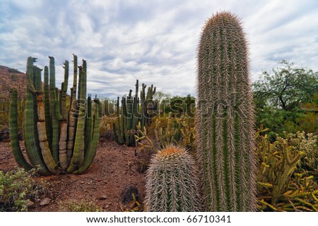 The Saguaro often begins life in the shelter of a \