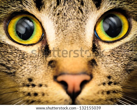 Cats Eyes: Close Up Of A Tabby Cats Eyes
