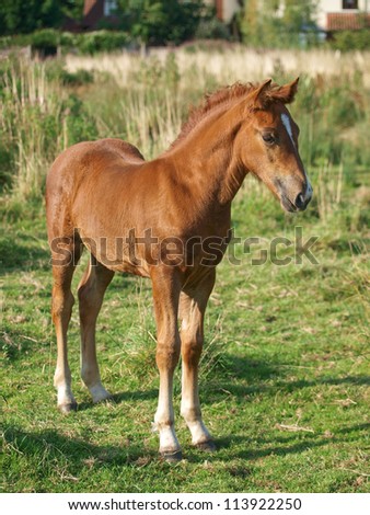 A Welsh pony foal stands alone in a field