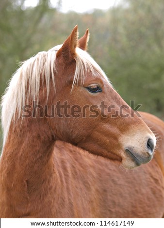 A head shot of a New Forest pony with a blonde mane.