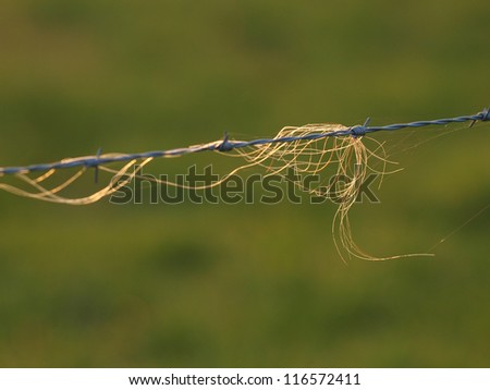A section of horse tail caught on a strand of barbed wire.