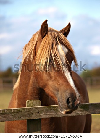 A head shot of a Welsh Cob stallion looking over a fence.