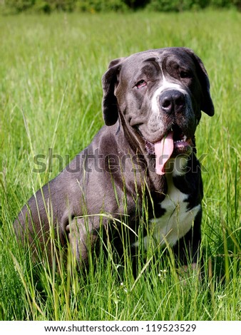 A comic looking dog sits panting in long grass