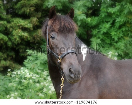 A head shot of a black horse in a head collar.