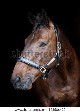 A head shot of a bay horse in a head collar against a black background