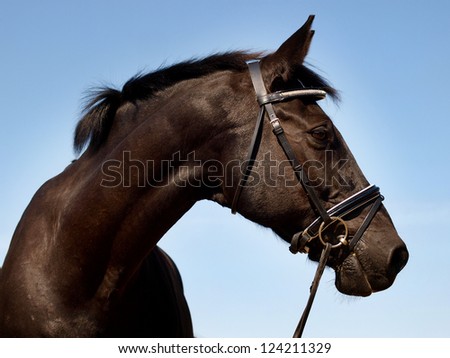 A head shot of a black horse with a bridle