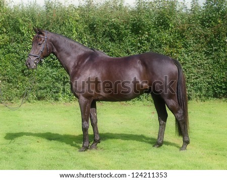 A beautiful black horse stands up in front of a hedge