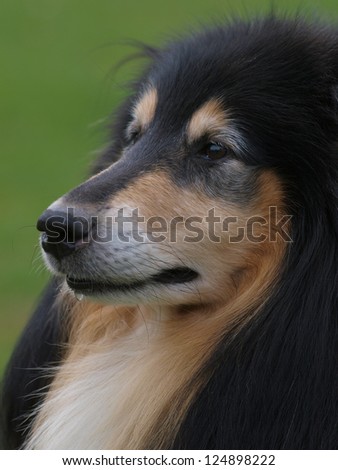 A beautiful sable and white rough collie dog.