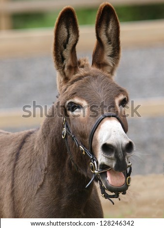 A head shot of a donkey wearing a bridle and opening its mouth as if laughing.