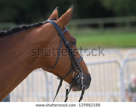 A head shot of a bay horse in a double bridle.