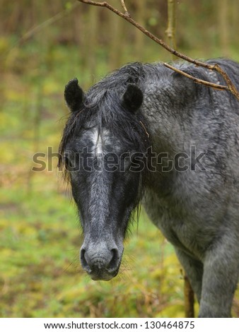 A head shot of a wild New Forest pony in a forest in the rain.
