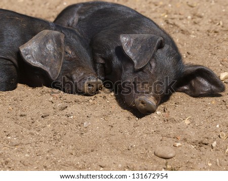 A group of rare black pigs play and sleep in the dirt