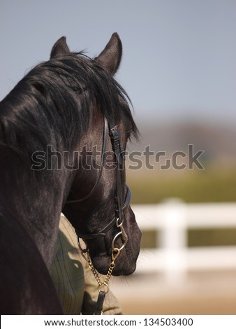 A head shot of a black horse in a snaffle bridle in-hand