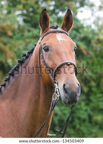 A head shot of a bay plaited horse in a double bridle.