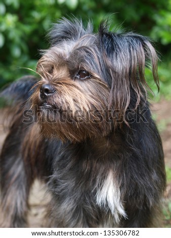 A cute grey hairy dog stands alert outside in a garden.
