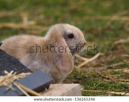 A cute rabbit with floppy ears sits on the grass.