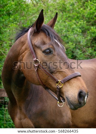 A head shot of a bay horse in a head collar.