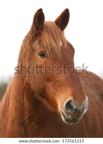 A head shot of a chestnut horse with mud on its head.