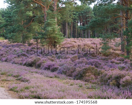 A clearing in a forest in the UK full of beautiful purple heather.