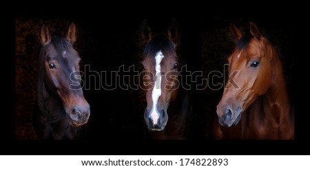 A Triptych Of Three Horses Head Shots Against A Black Background.