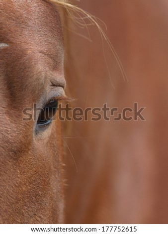 An abstract shot showing the eye and the side of the face of a chestnut horse.