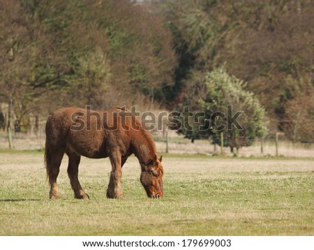 A muddy horse grazes in a paddock.