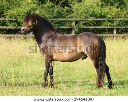 A champions Exmoor pony stallion stands in a summer paddock.