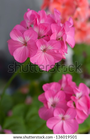 The flowers of the geranium correct, large and beautiful, from 5-sheet paper cups