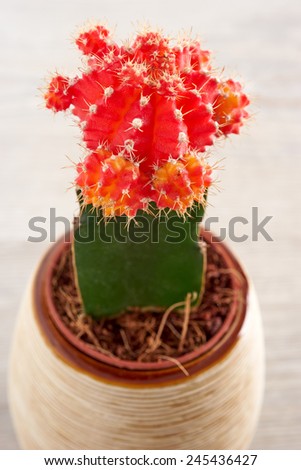 Cactus on a white background, gymnocalycium mihanovichii variegata