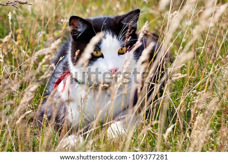 beautiful cat hiding in the grass on the field