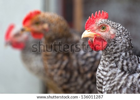 A group of young roosters