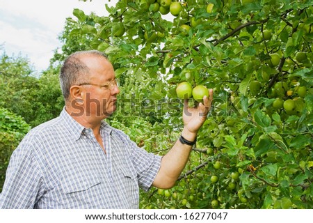 Man examining the apple production