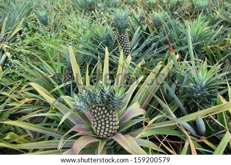 pineapple fruit field, Chonburi Thailand