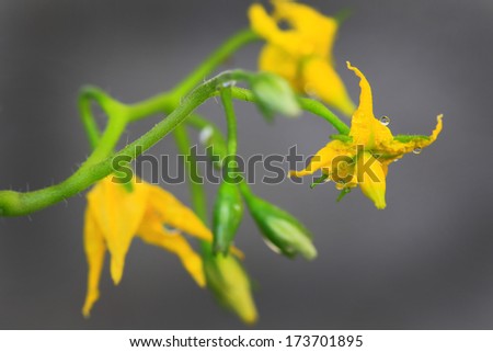 tomato flowers on the stem