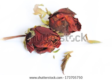 Dried rose, Dead rose on white