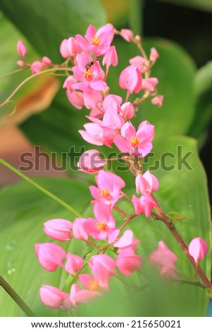 pink Confederate vine; Coral vine; Mexican coral vine; Mexican creeper; Queen\'s jewels; Queen\'s wreath flower in the garden