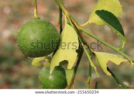 Green lemon on lemon tree