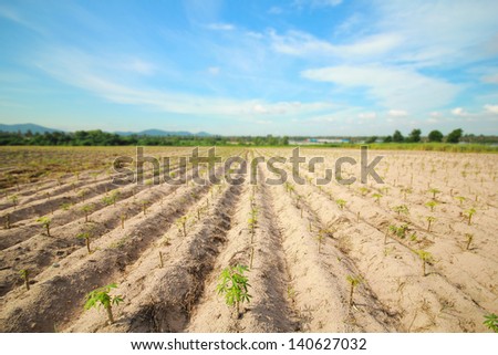 Cassava plantation, the growing popularity of the central part of thailand.