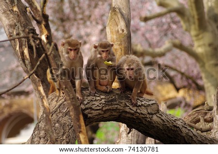 Rhesus monkeys are defending their food, Heidelberg Zoo, Germany