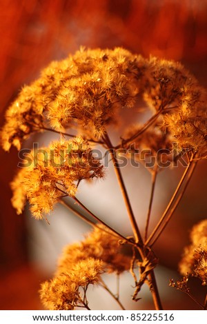 Autum golden plants abstract