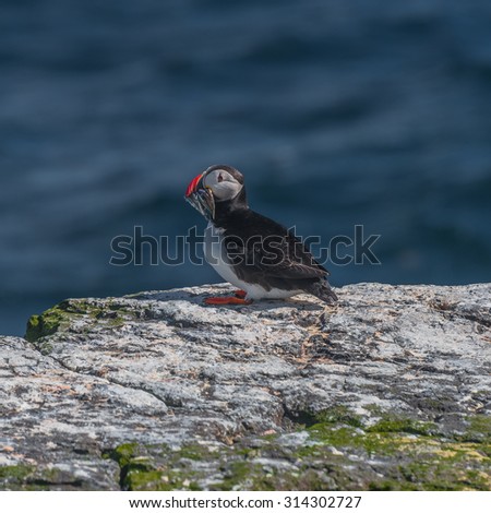 Icelandic puffins with fish at remote islands, Iceland, summer, 2015