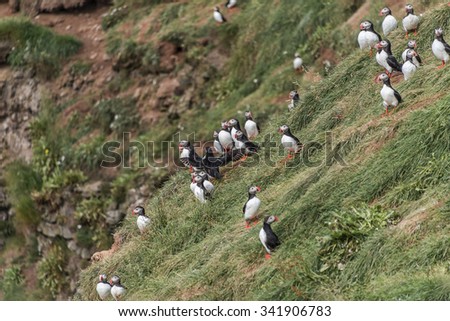 Colony of Icelandic puffins at remote islands, Iceland, summer, 2015