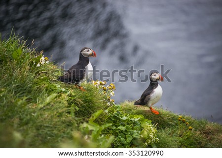 Icelandic puffins at remote islands, Iceland, summer time