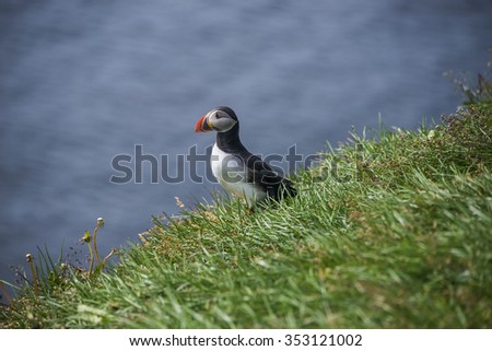 Icelandic puffins at remote islands, Iceland, summer time