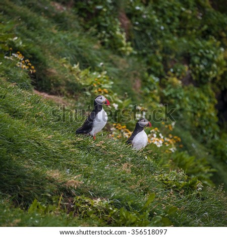 Two Icelandic puffins at remote islands in Iceland, summer time, 2015