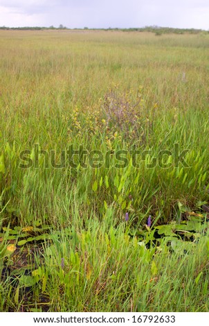 Everglades Canal and Grass Landscape, Anhinga Trail, Everglades National Park